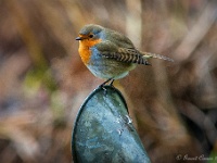 20181211 0017 : Roodborstjes