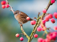 20181218 0014 : Heggenmus