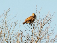 20181224 0009 : Buizerd