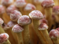 20201018 0063 : Paddenstoelen