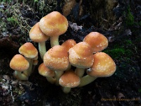 20201018 116 121 focusstacking : Paddenstoelen