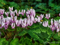 20201019 65 76 focusstacking : Cyclamen