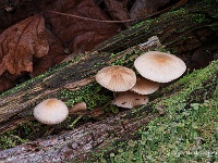 20201027 315 335 focusstacking : Paddenstoelen