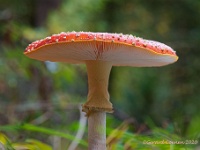 20201030 0023 : Paddenstoelen