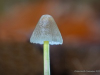 20201030 0030 : Paddenstoelen