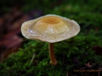 20201030 0251 : Paddenstoelen