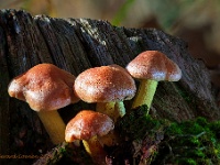 20201031 42 48 focusstacking : Paddenstoelen