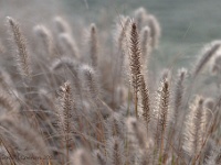 20201105 0003 : Onze tuin, Pennisetum