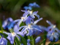 20210401 0019 : Chionodoxa, Mijn planten, Planten