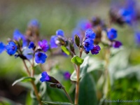 20210401 0029 : Pulmonaria, Mijn planten, Planten