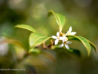 20210401 0034 : Onbekend, Mijn planten, Planten