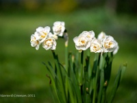 20210401 0041 : Narcis, Mijn planten, Planten