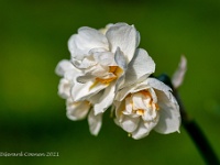 20210401 0045 : Narcis, Mijn planten, Planten