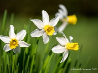 20210401 0050 : Narcis, Mijn planten, Planten