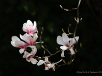 20210403 0029 : Magnolia, Mijn planten, Planten