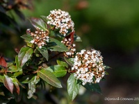 20210403 0060 : Viburnum