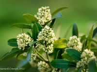 20210403 0066 : Skimmia