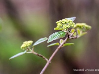 20210403 0072 : Viburnum