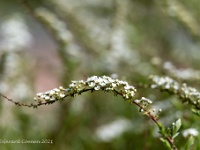 20210403 0083 : Spirea