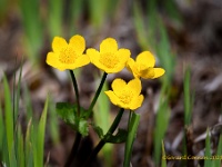 20210403 0087 : Acer, Caltha palustris