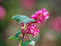 20210403 0095 : Ribes