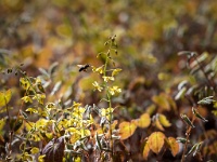 20210413 0029 : Planten, Mijn planten, Epimedium