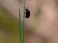 20210418 0079 : Dieren, Kevers, Elzenhaantje