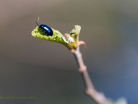 20210418 0095 : Dieren, Kevers, Elzenhaantje