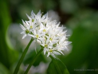 20210421 0016 : Planten, Mijn planten, Allium