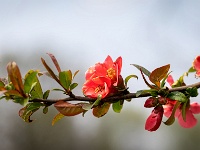 20210421 0027 : Planten, Mijn planten, chaenomeles