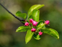 20210421 0036 : Planten, Mijn planten, Prunus