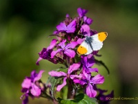 20210423 0030 : Dieren, Vlinders, Oranjetipje