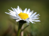 20220313666-bewerkt : Bellis perennis, Madeliefje, Planten, Planten bloemen bomen, Vaste planten