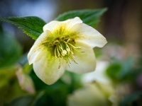 20220320699-bewerkt : Helleborus, Nieskruid, Planten, Planten bloemen bomen, Vaste planten