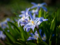 20220322736-bewerkt : Bollen en knollen, Planten, Planten bloemen bomen, Scilla, Sterhyacint