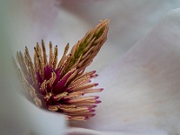 20220325756-bewerkt : Beverboom, Bomen, Magnolia, Planten, Planten bloemen bomen