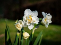 20220325766-bewerkt : Bollen en knollen, Narcis, Planten, Planten bloemen bomen