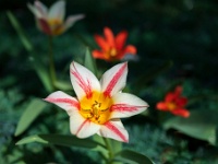 20220328815-bewerkt : Bollen en knollen, Planten, Planten bloemen bomen, Tulipa, Tulp