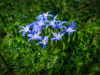 20220328820-bewerkt : Bollen en knollen, Planten, Planten bloemen bomen, Scilla, Sterhyacint