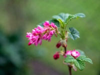 20220330832 : Planten, Planten bloemen bomen, Ribes, Rode ribes, Struiken