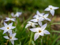 20220330875-bewerkt : Bollen en knollen, Planten, Planten bloemen bomen, Tristagma uniflorum, Voorjaarsster