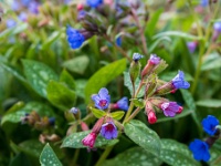 20220330878 : Longkruid, Planten, Planten bloemen bomen, Pulmonaria, Vaste planten