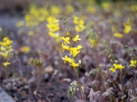 20220330881 : Elfenbloem, Epimedium, Planten, Planten bloemen bomen, Vaste planten