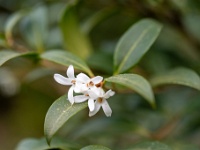 20220330889 : Eriostemon myoporoides, Planten, Planten bloemen bomen, Struiken, Wasbloem