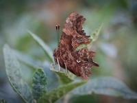 20220414986 : Aurelias, Dieren, Gehakkelde aurelia, Vlinders