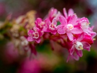 202204151018 : Bollen en knollen, Bomen, Open tuinen, Planten, Planten bloemen bomen, Ribes, Rode ribes, Tulipa, Tulp, Vaste planten