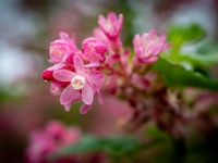 202204151019 : Bollen en knollen, Bomen, Open tuinen, Planten, Planten bloemen bomen, Ribes, Rode ribes, Tulipa, Tulp, Vaste planten