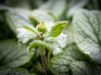 202204151022 : Brunnera macrophylla Jack Frost, Kaukasisch vergeet-mij-nietje, Planten, Planten bloemen bomen, Vaste planten