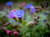 202204151025 : Longkruid, Planten, Planten bloemen bomen, Pulmonaria, Vaste planten