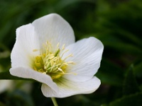 202204151038 : Helleborus, Nieskruid, Planten, Planten bloemen bomen, Vaste planten